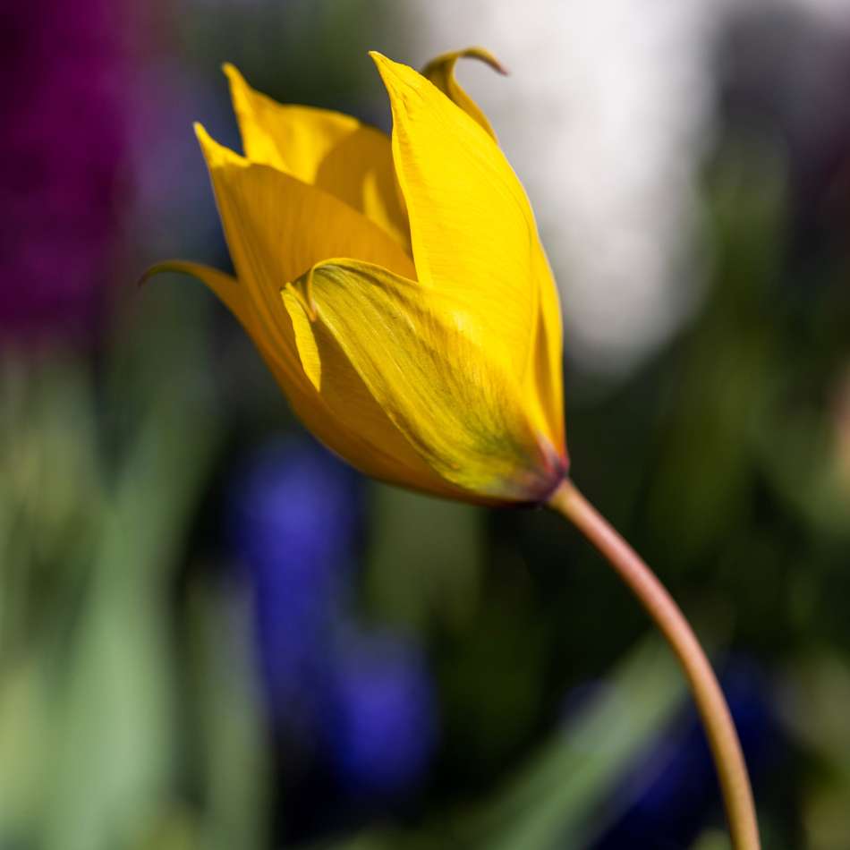 Botanisk Tulipan 'Sylvestris'